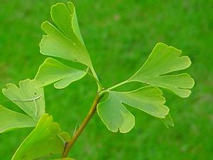 Ginkgoales