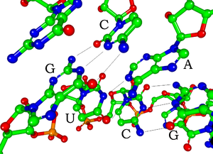 Haberci RNA