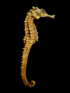 Hippocampus erectus