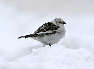 Kar kirazkuşu