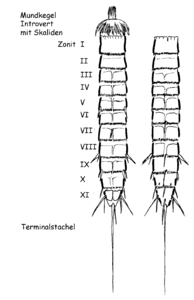 Kinorhyncha