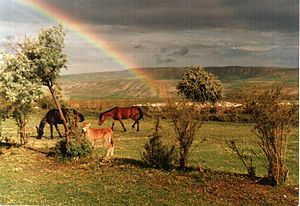 Kumçelteği, Çorum