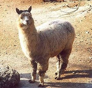 Lama pacos