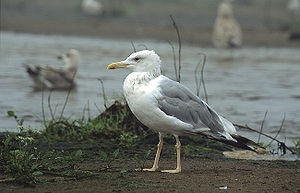 Larus cachinnans