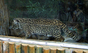 Leopardus guigna