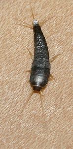 Lepisma saccharina