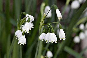 Leucojum