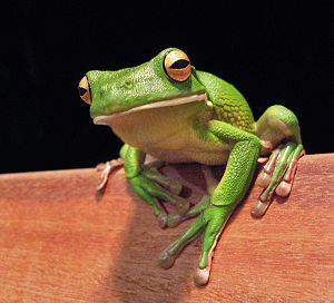 Litoria