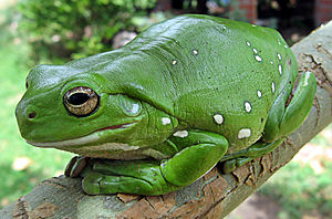 Litoria caerulea