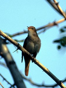 Luscinia megarhynchos