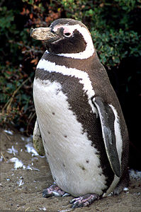 Macellan pengueni