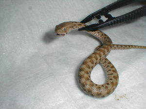 Macrovipera lebetina