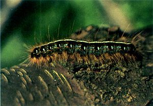 Malacosoma americanum