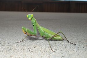 Mantid