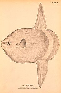 Mola mola