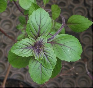 Ocimum basilicum