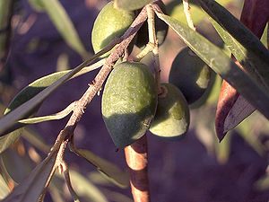 Olea europaea