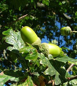 Palamut (yemiş)