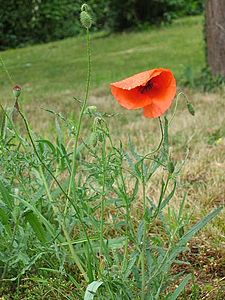 Papaver rhoeas