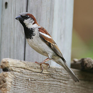 Passer domesticus