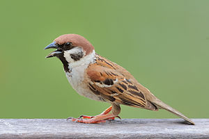 Passer montanus