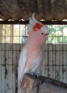 Pembe kakadu