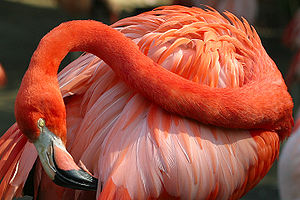 Phoenicopteridae