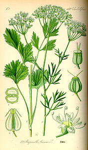 Pimpinella anisum