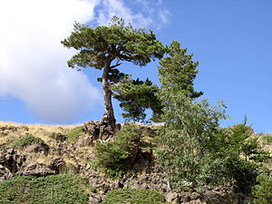 Pinus nigra