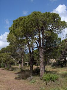 Pinus pinea