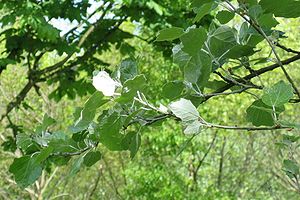 Populus alba