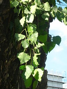 Populus nigra