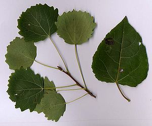 Populus tremula