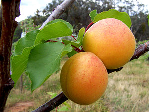 Prunus armeniaca