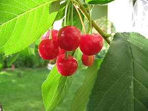 Prunus cerasus