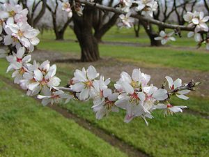 Prunus dulcis