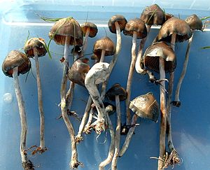 Psilocybe baeocystis