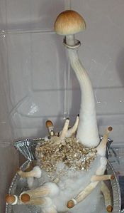 Psilocybe cubensis