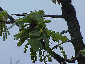 Quercus frainetto