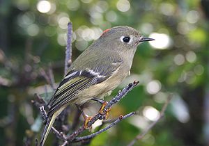 Regulus calendula