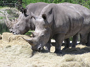 Rhinocerotidae