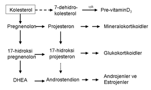 Steroid hormon