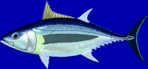 Thunnus alalunga