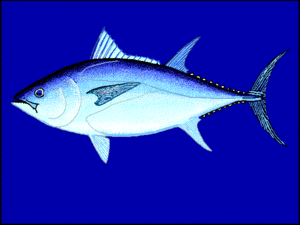 Thunnus maccoyii