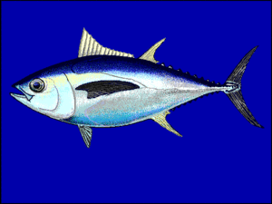 Thunnus obesus