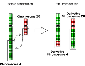 Translokasyon