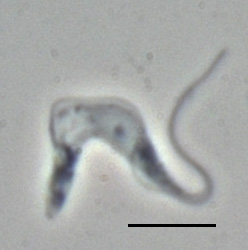 Trypanosoma gambiense