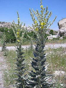 Verbascum