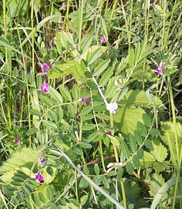 Vicia sativa