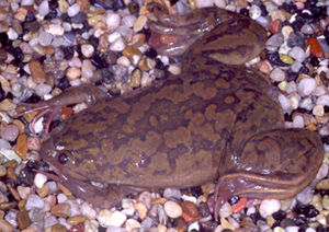 Xenopus laevis